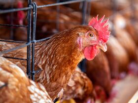 Un élevage industriel de volaille.