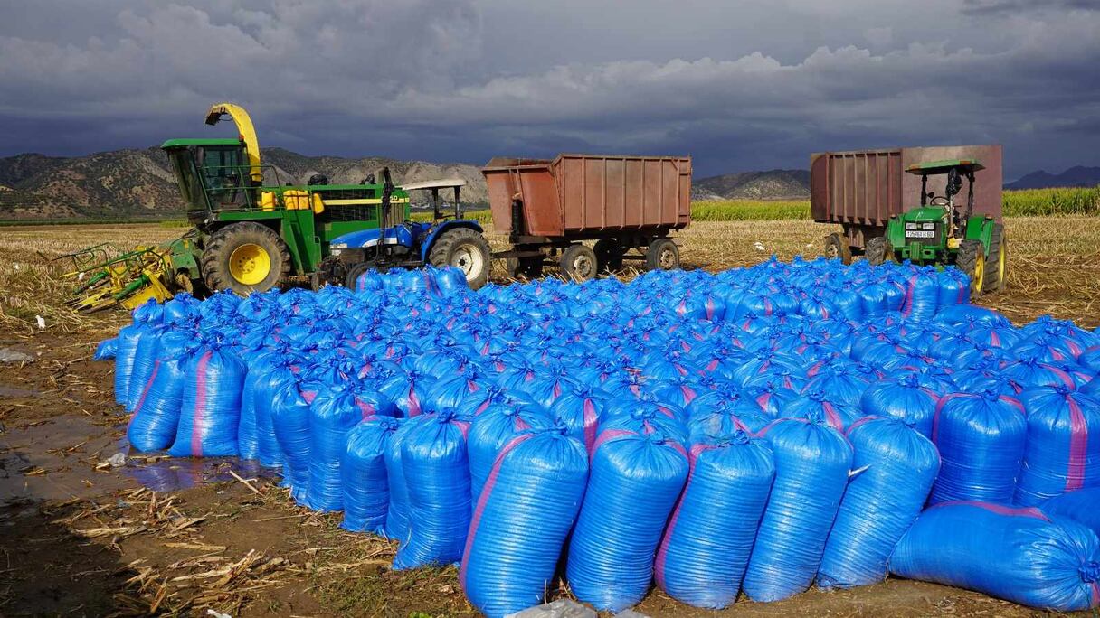 زراعة الذرة