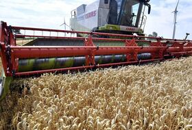 Une moissonneuse-batteuse actionnée dans un champ de blé.