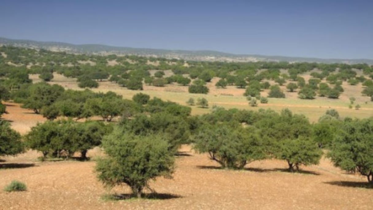 Arganeraie dans le Souss. C'est probablement à l'ère tertiaire (une période géologique comprise de 65 à 2,6 millions d'années avant notre ère) que cette plante endémique du Maroc s'est répandue sur ce territoire.