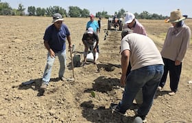 Bassin du Loukkos : lancement de la première pépinière de cactus résistants à la cochenille dans le Nord