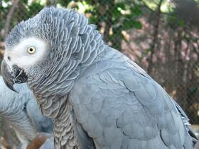 Le Gris du Gabon, appelé aussi perroquet jaco (Psittacus erithacus).