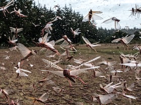Un essaim de criquets pèlerins à Meru, au Kenya en février 2021