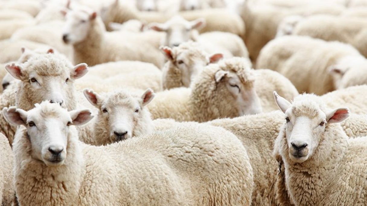 Un cheptel de moutons.