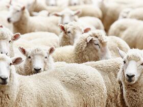 Un cheptel de moutons.