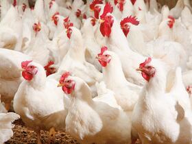 أسعار الدواجن تنخفض ومربو الدجاج يشتكون من الخسائر
