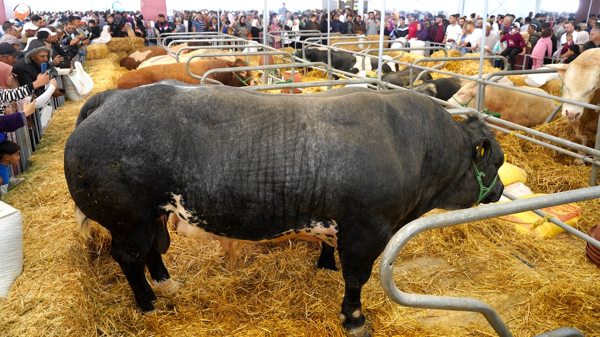 سلالات أبقار تخطف أنظار زوار معرض الفلاحة بمكناس