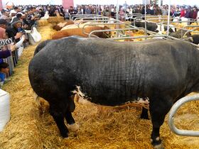 سلالات أبقار تخطف أنظار زوار معرض الفلاحة بمكناس