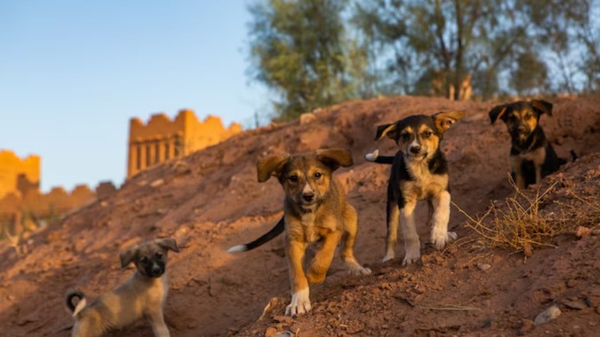 Des chiens errants au Maroc. (Photographie d'illustration).