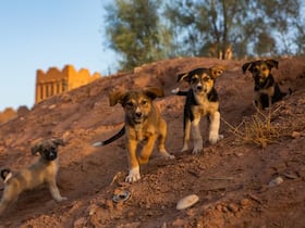Des chiens errants au Maroc. (Photographie d'illustration).