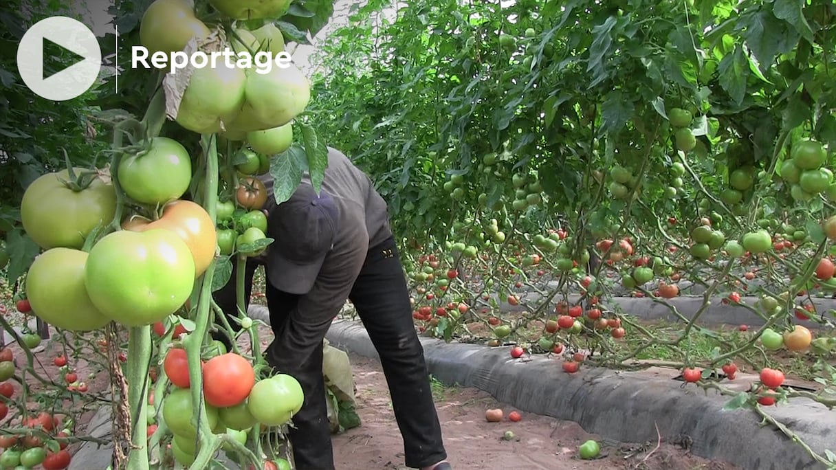 A cause du stress hydrique et de la cherté des intrants, à moins d’une intervention du gouvernement, ce sont des dizaines de milliers d’emploi qui risquent d’être perdus dans les cultures sous serre de Chtouka Aït Baha.