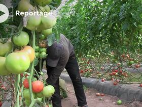 A cause du stress hydrique et de la cherté des intrants, à moins d’une intervention du gouvernement, ce sont des dizaines de milliers d’emploi qui risquent d’être perdus dans les cultures sous serre de Chtouka Aït Baha.
