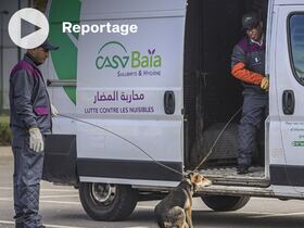 Depuis sa création en 2019, la SDL Casa Baia a procédé au ramassage de 42.396 chiens errants.