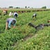 Travail agricole: précarité structurelle et quête de réforme
