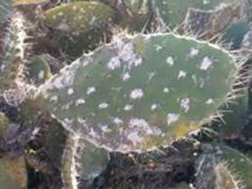 La cochenille se couvre de filaments cireux et duveteux blancs. Elle pénètre dans la raquette pour en sucer la sève.