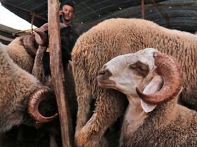 Les ministères de l’Intérieur et de l’Agriculture ont arrêté les modalités d'exécution des opérations d'approvisionnement du marché en orge pour bétail et aliments composés subventionnés.