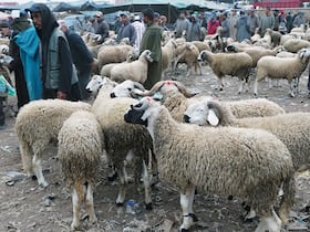 أسعار الأغنام، بسوق اثنين اشتوكة