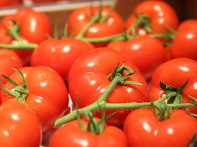 Tomates en branches.