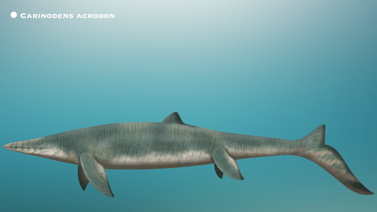 Le Carinodens acrodon, une nouvelle espère de Mosasaure durophage découverte au Maroc.