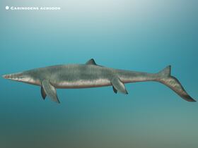 Le Carinodens acrodon, une nouvelle espère de Mosasaure durophage découverte au Maroc.