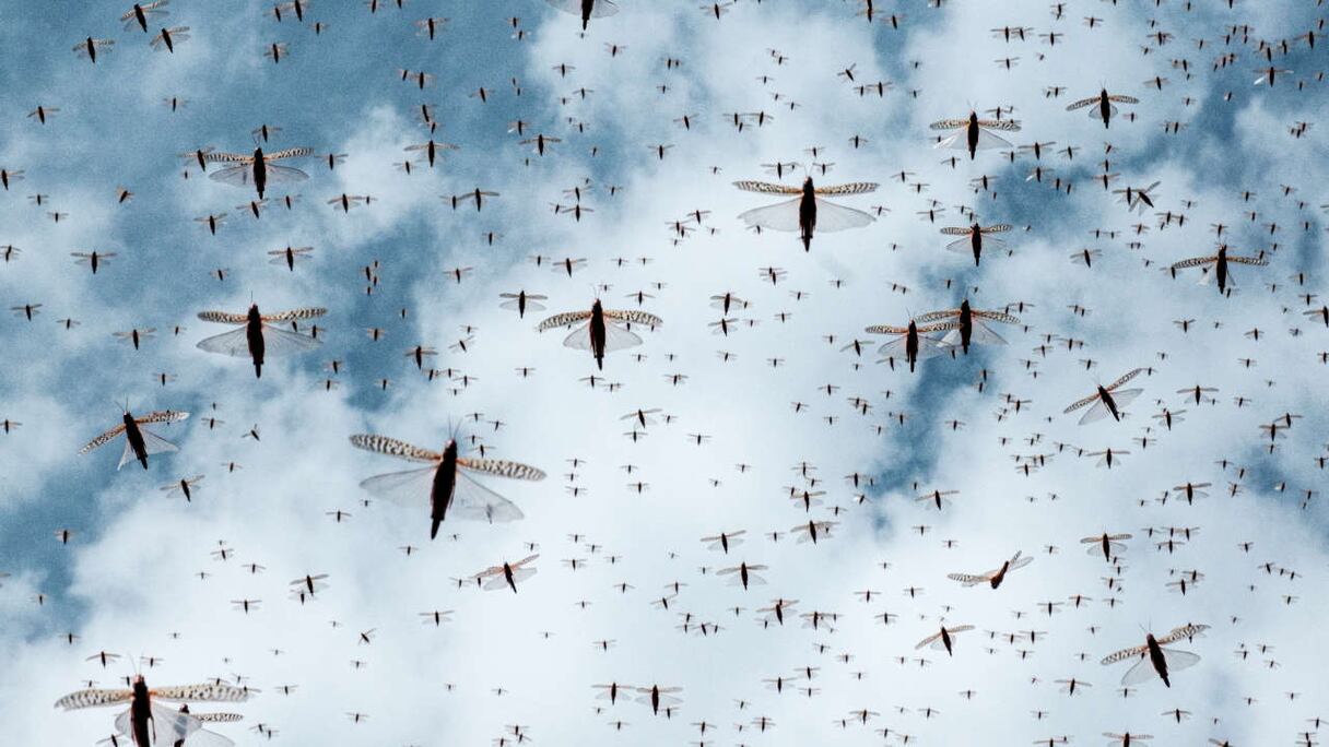 Une invasion de criquets.