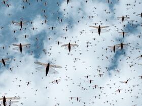 Une invasion de criquets.