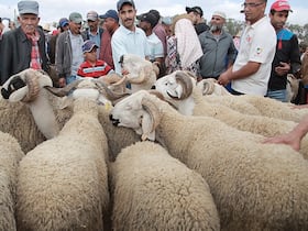 سوق الأغنام بحد السوالم