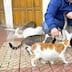 Loi sur les animaux: les associations animalières réclament une troisième voie face à l’interdit législatif