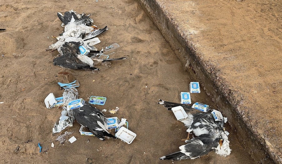 Des mouettes gisent au milieu des cargaisons déversées par les conteneurs tombés du navire Ionikos, le 7 mars 2026 à Aïn Diab.