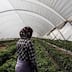 Travail saisonnier en Espagne: vers une réforme majeure du statut des ouvrières agricoles