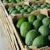 À cause du stress hydrique, les avocatiers en danger