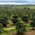 Chefchaouen: soupçons d’opacité autour d’un projet agricole, des élus réclament une enquête
