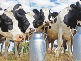 En raison de la sécheresse et de l’envolée du prix des aliments pour bétail, la production de lait a connu une baisse drastique, selon des éleveurs, interrogés par Le360, à Sidi Bennour.