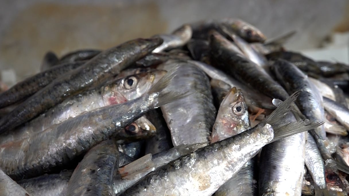 السردين بـ40 درهمًا.. الباعة يوضحون أسباب الارتفاع