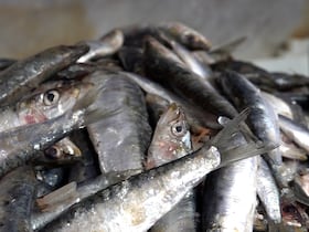 السردين بـ40 درهمًا.. الباعة يوضحون أسباب الارتفاع