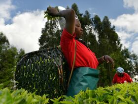 Une agricultrice cueillant des feuilles de thé dans une plantation au Kenya.