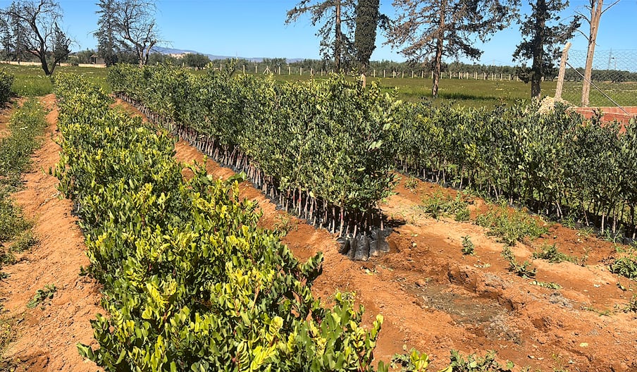 Plantation caroubier cactus