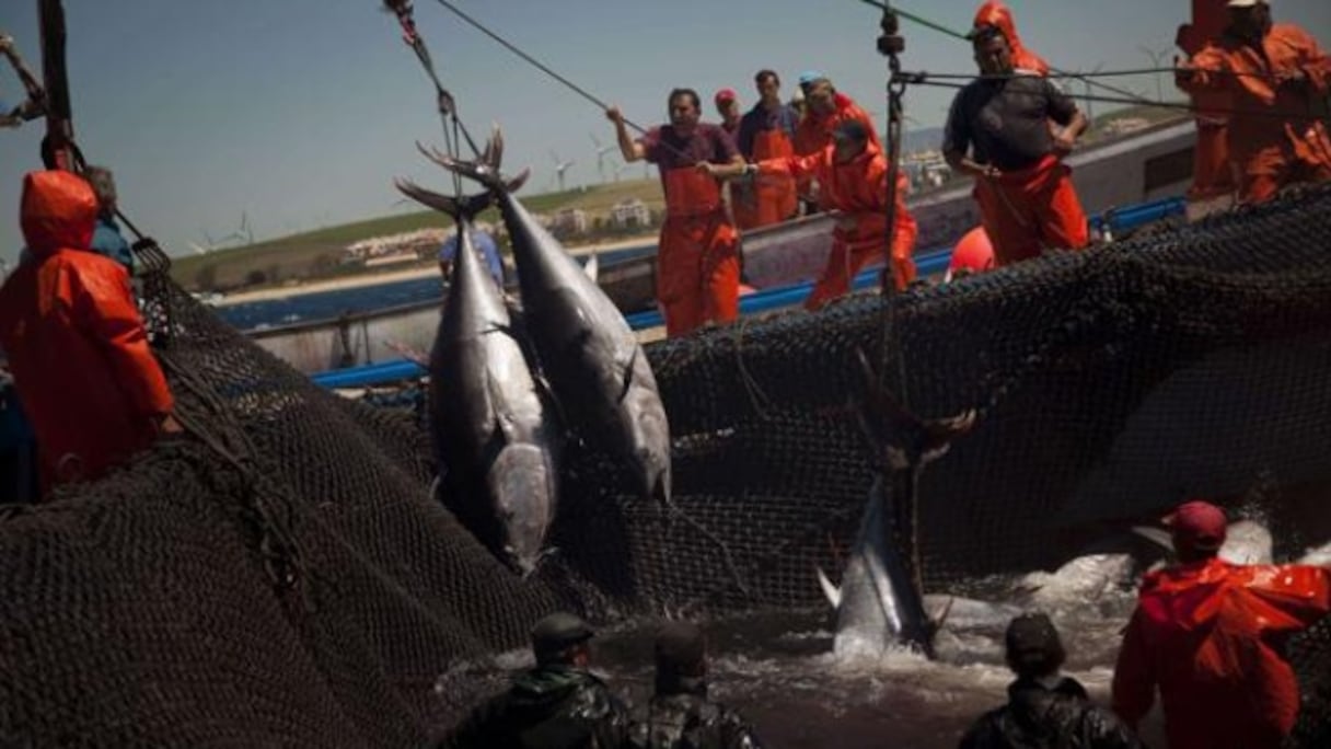 L'espadon de Méditerranée a vu sa population chuter de 70% en 30 ans en raison de la surpêche.