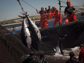 L'espadon de Méditerranée a vu sa population chuter de 70% en 30 ans en raison de la surpêche.