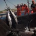 Flambée du prix du gazole: les pêcheurs en mer Méditerranée au bord de la rupture