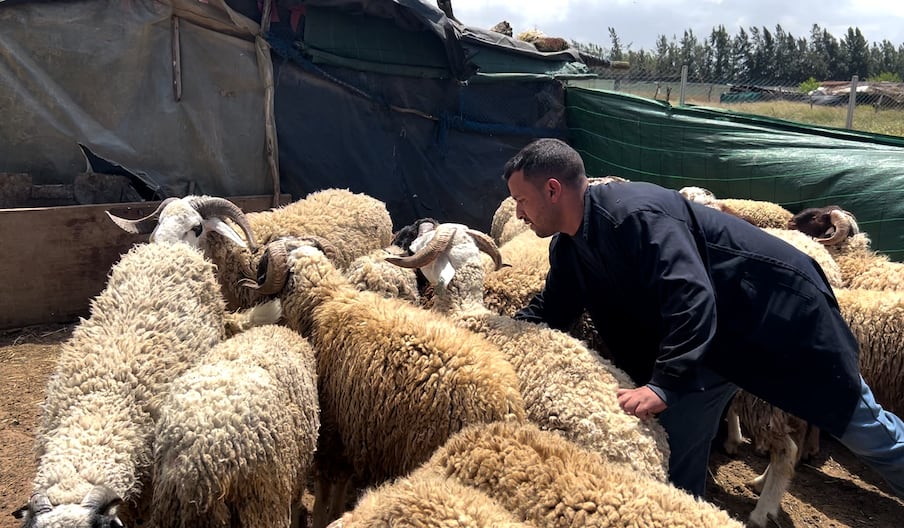 عيد الأضحى: زيارة ميدانية لإحدى مزارع تربية الأغنام قرب الرباط