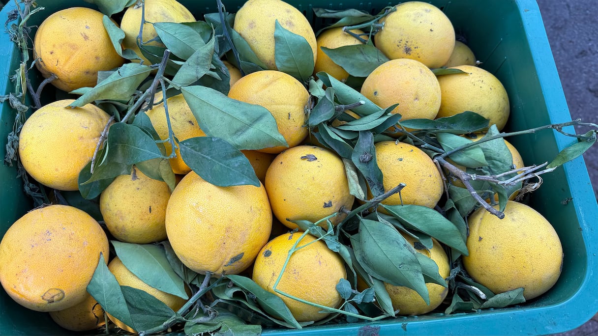 الحامض، الليمون