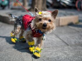 Les propriétaires de chiens dépensent des fortune pour habiller leur animal de compagnie.