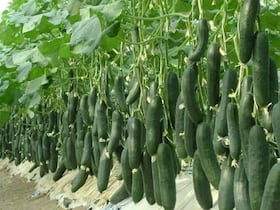 Des concombres cultivés en serre (Photo d'illustration).