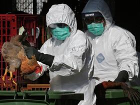 La grippe aviaire attaque plusieurs femres aux Phillipines.