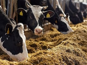 La hausse des prix des intrants de l’industrie de l’alimentation animale a de fortes répercussions sur le coût de production de l'ensemble de la filière animale.