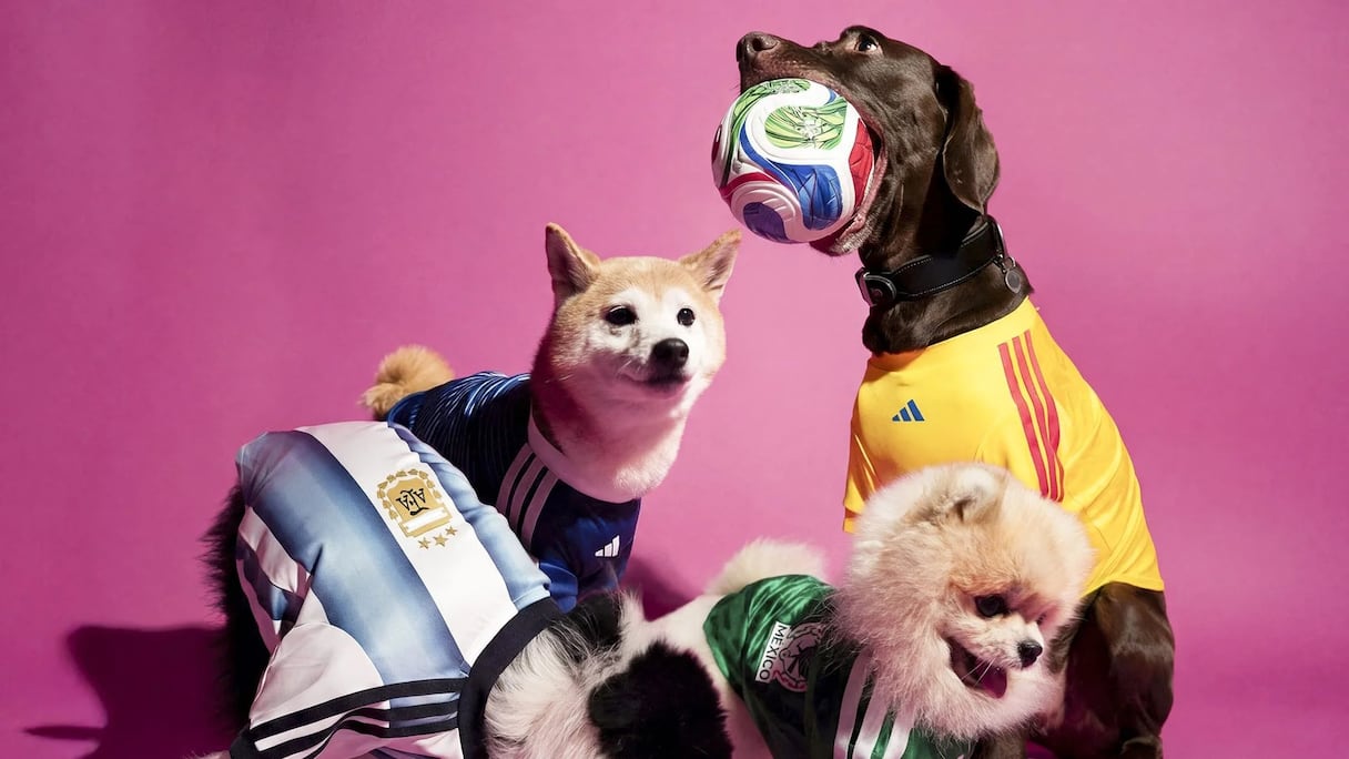 Adidas a dévoilé sa nouvelle collection de maillots de football pour animaux de compagnie, à l'occasion de la Coupe du monde de Football 2026.