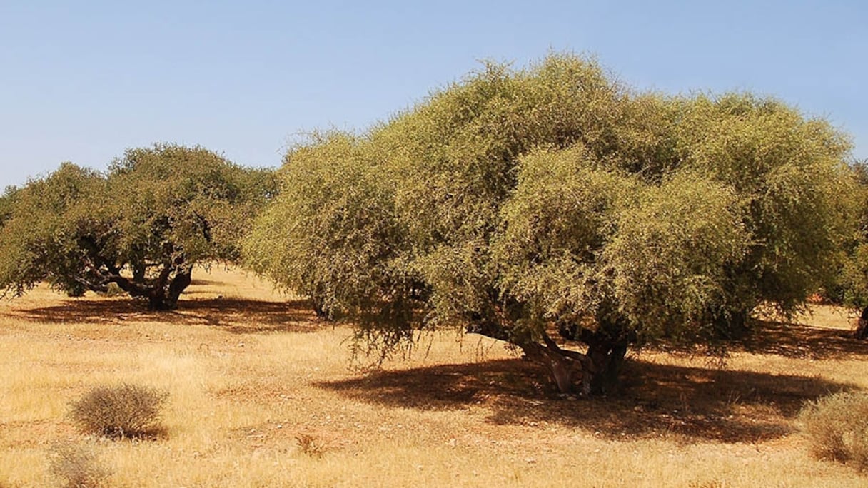 L’arganier est un arbre endémique du Maroc.