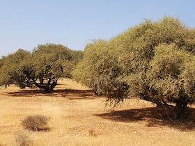 L’arganier est un arbre endémique du Maroc.