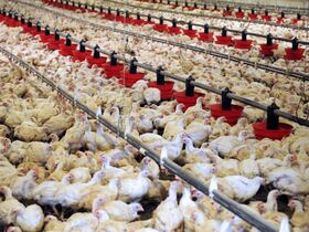 Un élevage de poulets industriel.